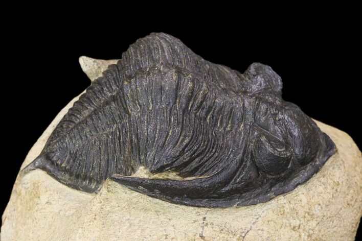 Bargain, Zlichovaspis Trilobite - Atchana, Morocco #119867
